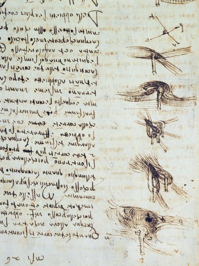 Scientific diagrams, from the Codex Leicester (detail) by Leonardo da Vinci